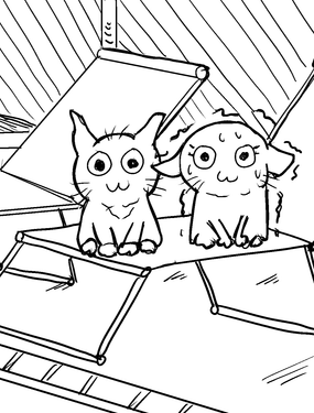 貓貓的訓練日常