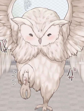 撿到的貓頭鷹變成了女孩子