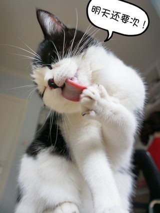 奶牛貓麥粒酥的日常